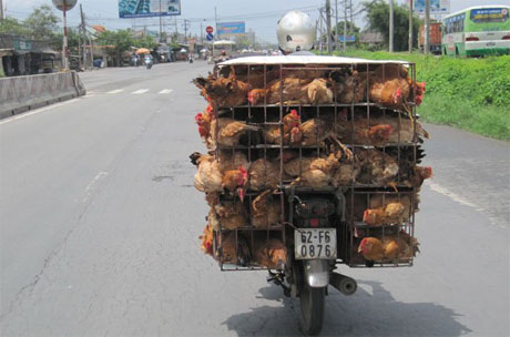 Giá gia súc, gia cầm trong những ngày qua đã tăng trở lại.