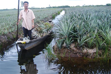 Anh Nguyễn Văn Diệu trên cánh đồng khóm sau nhà.