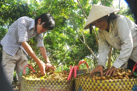 Nhãn Nhị Quý (huyện Cai Lậy) được chứng nhận Viet GAP nhưng rất khó tìm đầu ra.