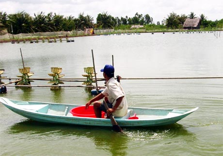 Quyết vượt qua mọi khó khăn để vụ tôm năm 2013 thắng lợi (ảnh chụp tại xã Phú Tân, huyện Tân Phú Đông).