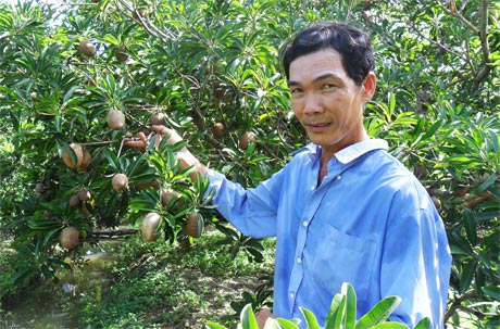 Anh Đặng Hữu Toàn phấn khởi bên vườn sapô bội thu.