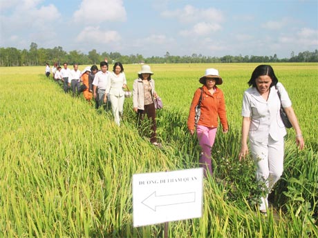 Tham quan mô hình cánh đồng mẫu lớn.