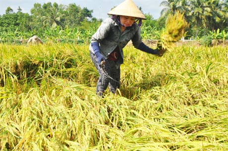 Tham gia CĐML, người nông dân mong muốn được tiêu thụ sản phẩm và có lợi nhuận.