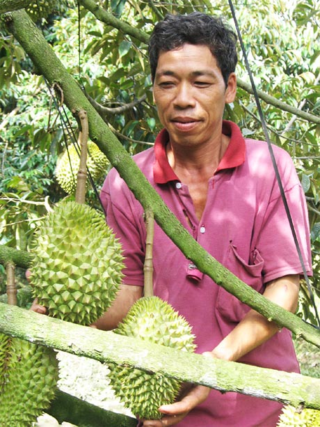 Ông Cao Văn Lập bên vườn cây đặc sản.