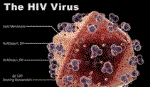 Tìm ra cách chặn virus HIV phát triển thành AIDS