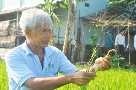 Nông dân SXKD giỏi Mai Văn Tư, xã Phú Nhuận, huyện Cai Lậy làm giàu từ thửa ruộng của mình.