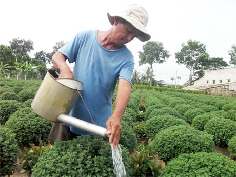 Ông Phùng Văn Dương, ấp Mỹ Lợi, xã Mỹ Phong (TP. Mỹ Tho) đang chăm sóc hoa.