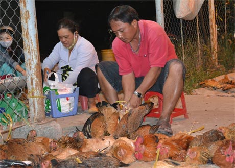 Một điểm thu mua gia cầm tại chợ Cai Lậy.