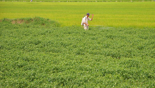 Chăm sóc ớt ở xã Bình Ninh.