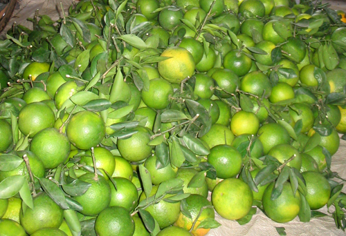 Vitamin C có nhiều trong cam. Ảnh: H.Chí