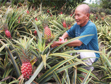 Khóm phụng ở ấp Mỹ Lộc, xã Thạnh Mỹ (Tân Phước) chờ Tết và ông Võ Ngọc Diệp, ấp Lương Phú C, xã Lương Hòa Lạc (Chợ Gạo) chuẩn bị ghép những trái thanh long vào các hom đã được giâm vào chậu (kiểng thanh long) để cung ứng cho Công ty Đại Nam vào ngày 24 tháng chạp tới.