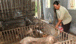 Chưa có vắcxin phòng bệnh liên cầu khuẩn trên lợn