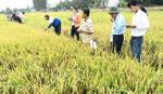 Bình chọn được 10 giống lúa mới triển vọng nhất phục vụ sản xuất