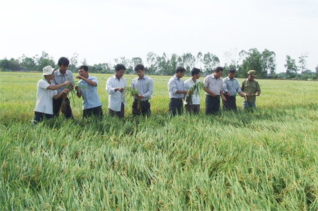 Ảnh này đã đăng trên Báo Ấp Bắc xuân Quý Tỵ - 2013, nay xin được đăng lại với lời đính chính về người và cảnh trong ảnh ở xã Tân Hòa Tây (không phải Tân Hòa Thành như đã chú thích).