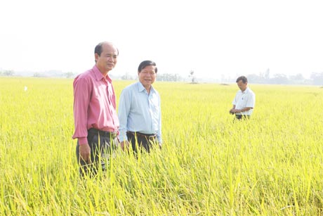 Ông Nguyễn Văn Khang kiểm tra lượng nước trong ruộng tại một số cánh đồng của xã Gia Thuận (huyện GCĐ).