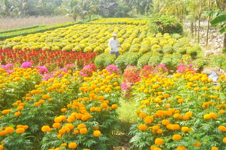 Nông dân trồng hoa năm nay khẳng định trúng mùa, trúng giá.