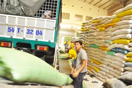 Giá lúa lên kể từ ngày mua tạm trữ, các công ty đẩy mạnh thu mua lúa gạo trong dân.          