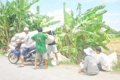 Thương lái đang tất bật tìm nông dân để mua lúa khi giá lên cao.