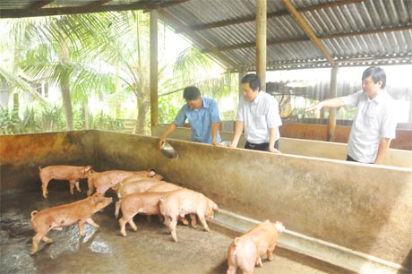 Ngành Thú y tỉnh, huyện khảo sát việc tiêm phòng vắc xin tai xanh tại các hộ chăn nuôi heo.