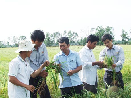 Cán bộ kỹ thuật và bà con nông dân hội thảo đầu bờ trên cánh đồng mẫu lớn ở xã Thạnh Mỹ (Tân Phước). Ảnh:T.T