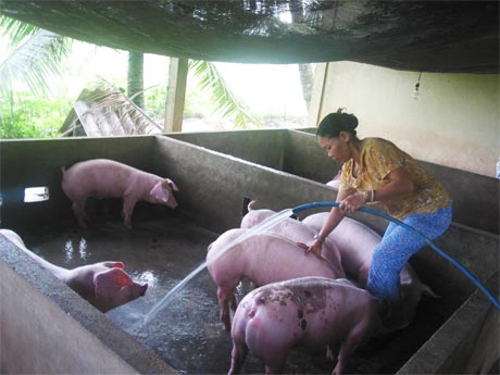 Chăn nuôi heo ở Chợ Gạo.