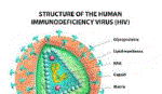 Vaccin mới điều trị bệnh AIDS