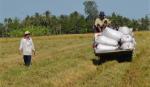 ĐBSCL cơ bản hoàn thành chỉ tiêu mua gạo tạm trữ