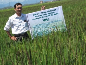 Ông Phan Văn Hòa bên mô hình khảo nghiệm giống lúa VH1. Ảnh: Báo Nghệ An