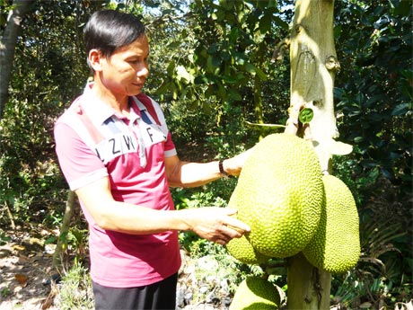 Ông Hồ Văn Lập bên sản phẩm mít mang thương hiệu Việt.