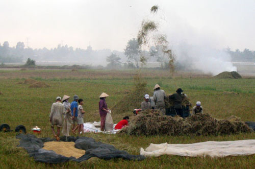 Thu hoạch lúa hè thu 2012.