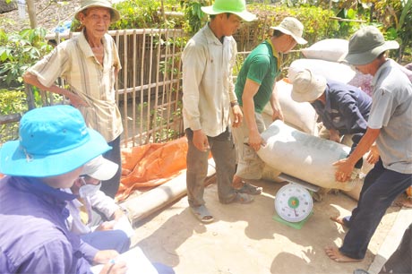 Thu mua lúa tại xã Thạnh Lộc, huyện Cai Lậy.