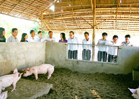 Tham quan mô hình nuôi heo không tắm ở Hậu Giang.