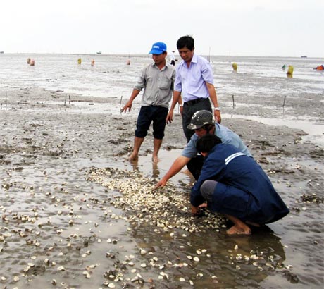 Nghêu chết trắng tại 1 sân nghêu (ảnh chụp ở xã Tân Thành, huyện Gò Công Đông).