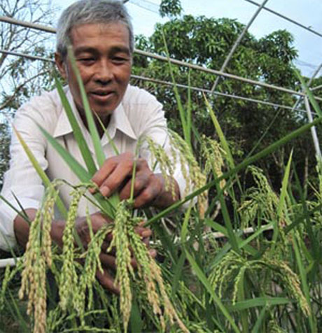 PGS.TS Võ Công Thành, Phòng thí nghiệm Di truyền - chọn giống (Trường ĐHCT) dành thời gian dài nghiên cứu giống lúa chịu mặn. 