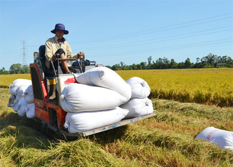 Nông dân thu hoạch lúa tại xã Nhị Mỹ, huyện Cai Lậy, Tiền Giang. Ảnh: Vân Anh