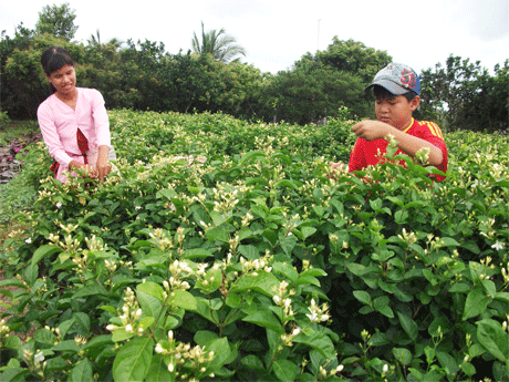 Trồng lài bổ sung vào thế mạnh rau màu ở xã  Long An (Châu Thành).