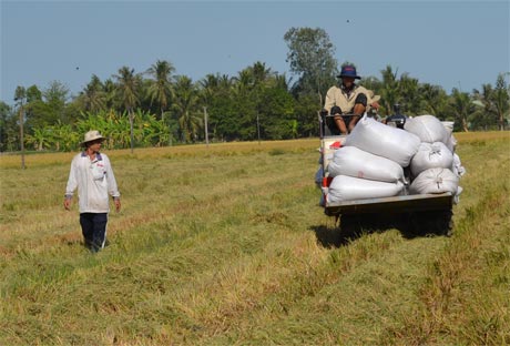 Thu hoạch lúa vụ đông xuân 2012 - 2013 tại ĐBSCL. Ảnh: Vân Anh