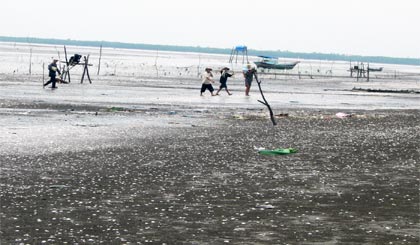 Người nuôi nghêu ở xã Tân Thành (Gò Công Đông) đang gặp khó khăn do nghêu chết hàng loạt nhưng chưa rõ  nguyên nhân.