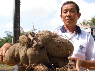 Cây khoai mỡ đã mang phồn thịnh đến cho vùng Đồng Tháp Mười - Ảnh minh họa (nguồn: tinmoitruong.vn)