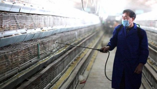 Nỗ lực ngăn chặn virus cúm H7N9 lây lan. Ảnh: Xinhua