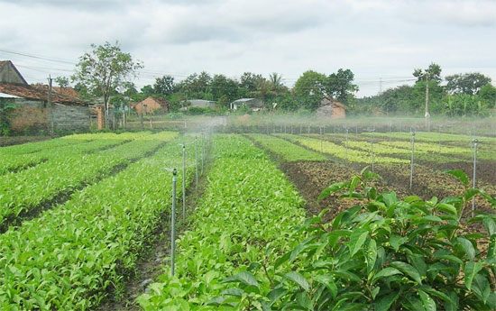 Ảnh: khoahoc.com.vn