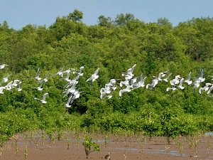 Một góc khu Ramsar Mũi Cà Mau. Ảnh: TTXVN