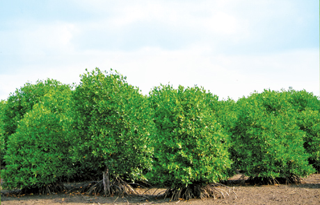 Rừng phòng hộ ven biển Gò Công còn trên 1.600 ha, chủ yếu bao gồm các loại cây: Đước, mắm, bần và dừa nước. Trong đó, có 350 ha giữ vai trò đặc biệt quan trọng trong việc bảo vệ an toàn cho 21 km đê biển - tuyến đê đảm bảo ngăn chặn xâm nhập mặn.