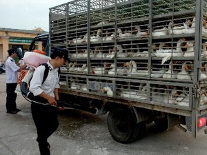 Phun thuốc tiêu độc phương tiện vận chuyển gia cầm.
