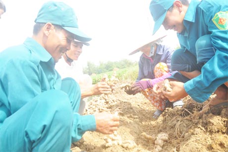 Tranh thủ thời gian giải lao, các anh phụ giúp nhân dân  thu hoạch củ gừng.