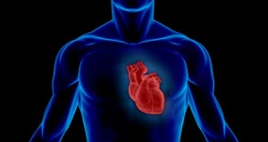 Ảnh: Gen Meis1 ngăn chặn các tế bào tim phân chia, do đó cản trở trái tim của người trưởng thành phục hồi sau tổn thương. Ảnh: Corbis