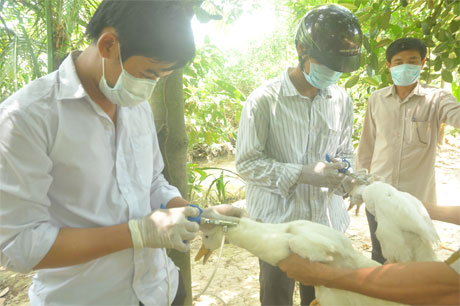 Ngành thú y tiêm phòng cúm cho đàn gia cầm ở xã Đông Hòa Hiệp, huyện Cái Bè.