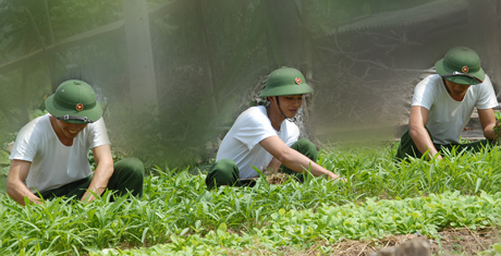 Tăng gia sản xuất cải thiện đời sống.