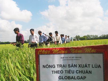 Mô hình sản xuất lúa theo tiêu chuẩn Global GAP ở HTX Mỹ Thành - một thời là niềm tự hào của nông nghiệp Tiền Giang.
