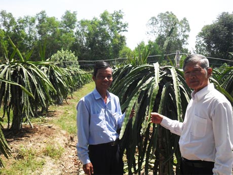 Ông Cao Xuân Nguyện (bên phải) cùng với ông Nguyễn Minh Việt, Chủ tịch Hội Nông dân  xã Bình Đông đang chuẩn bị nhân rộng giống thanh long ruột đỏ.